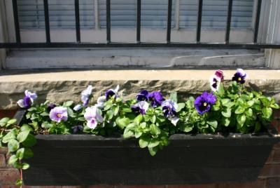 Flower Box