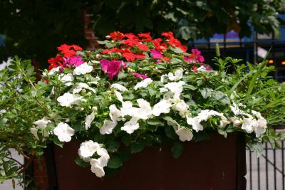Impatiens