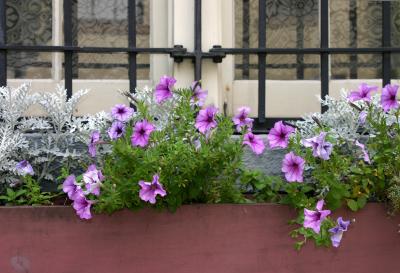 Petunias