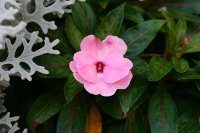 Impatiens