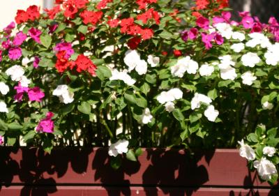 Flower Box