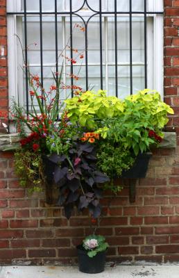 Flower Box