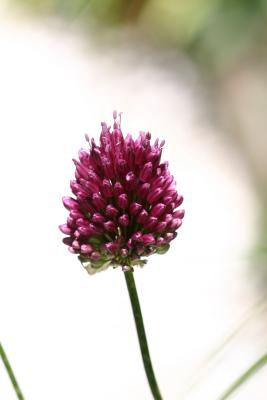 Allium