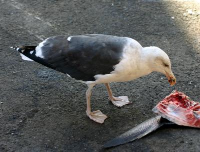 Catch of the Day for this Gull