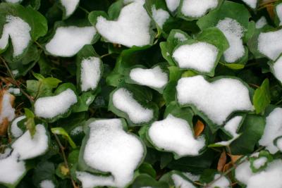Snow on Ivy