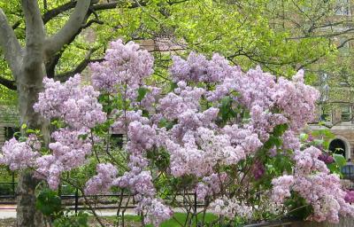 Lilacs 2003-2005