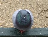 Zen Pigeon at the Bocce Ball Court