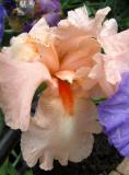 Peach Iris