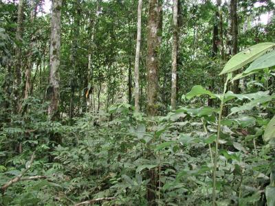 Dschungel-Fhrung - Tier -und Pflanzenwelt