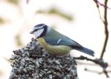 Parus-caeruleus.jpg