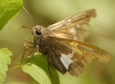 DSC_5579.jpg