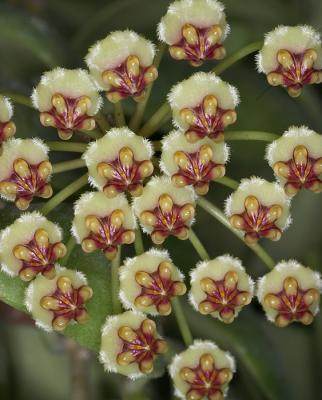 Hoya brevialata