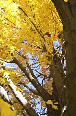 101804_CRW_5171.jpg