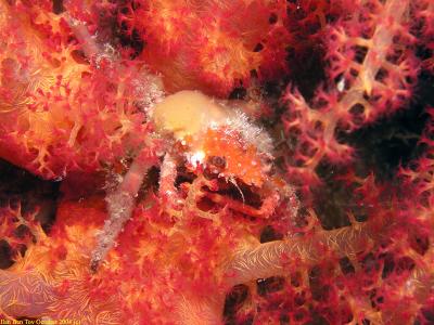 Decorator crab hides in a soft coral