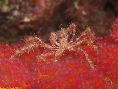 Spider crab on a soft coral