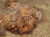 Anemone carrier Hermit crab