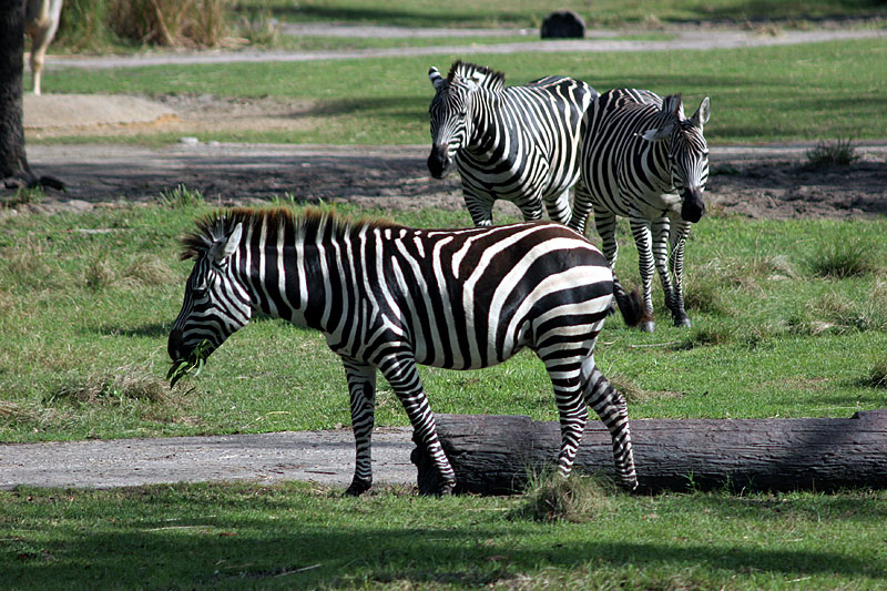 Animal Kingdom Lodge