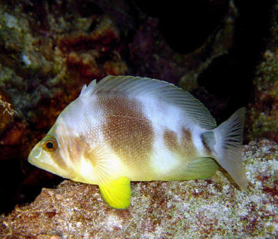 Barred Hamlet