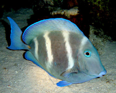 Blue Tang