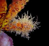 Hydroid on Sponge