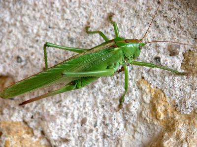 Grasshopper