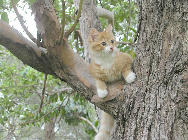 Treecat2.jpg