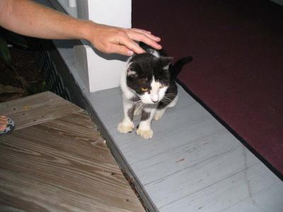 u6/jackstraw/medium/35229609.Key_West_026.jpg