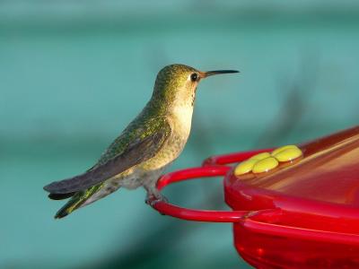 hummingbird