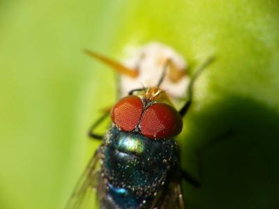 first fly.jpg