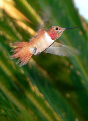 hummingbird..little red  on the fly.jpg