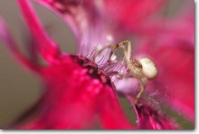 <!-- CRW_4727_small.jpg -->Crab Spider