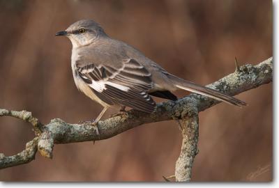 <!-- CRW_0177.jpg -->Northern Mockingbird