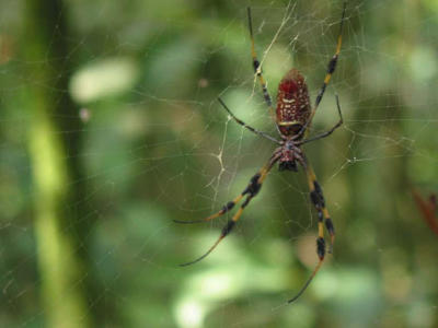 Golden Orb Weaver