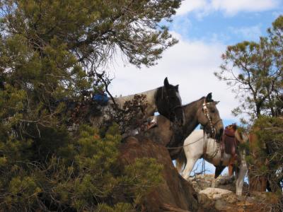 Tired caballos