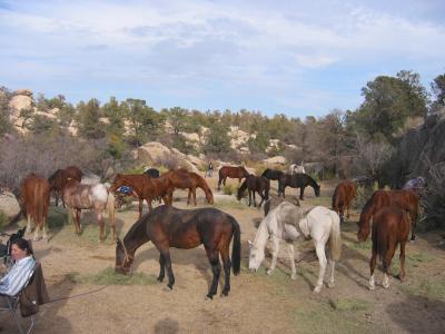 Horses getting their dinner