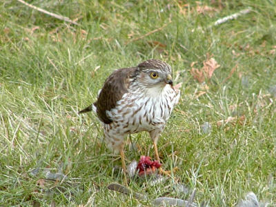 {Q}P113-SSHawk4.jpg