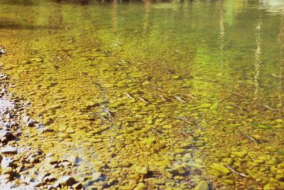 spawning kokanee