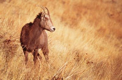 bighorn sheep
