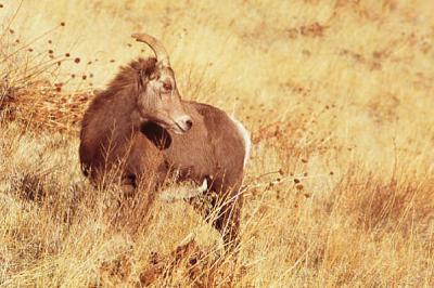 bighorn sheep ewe