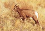 bighorn sheep lamb