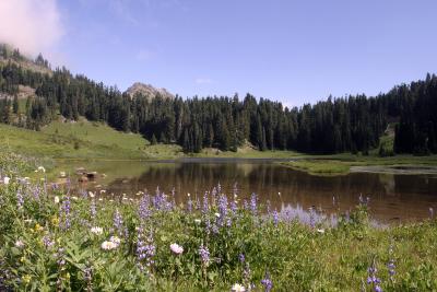 Tipsoo Lake