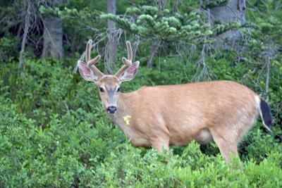 CRW_5072a.jpg