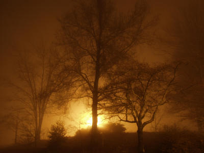 Fog Scene