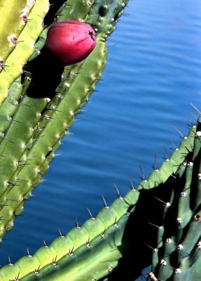 Cactus fruit water.jpg