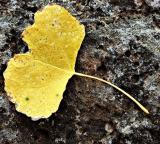 Pict5903leaf.jpg