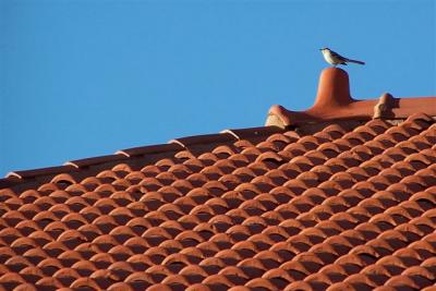 pavilion roof