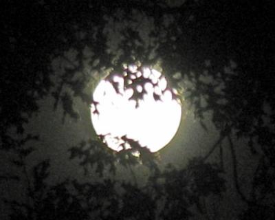 oak moon