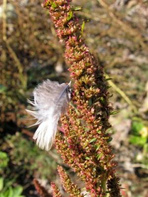 feather seeds