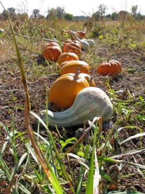 gourd & friends