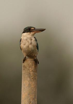 collared King fisher